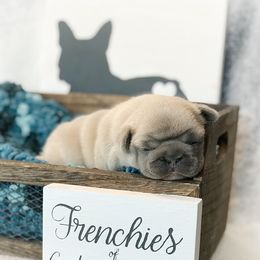 French Bulldog Puppies from Frenchies Of Central Oregon
