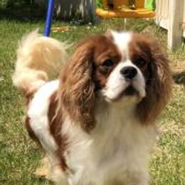 Houston - Cavalier King Charles Spaniel