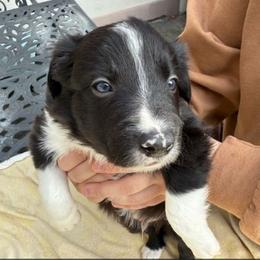 ET - Black and white male Border Collie puppy in Burlington, Kentucky from Murphys Farm