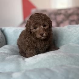 Teddy Silver Beige - Silver-beige  male Poodle puppy in Franklin Park, Illinois from Windy City Majestic Toy Poodles