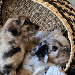 Aussiedoodle Puppies from Ocala Doodle Ranch