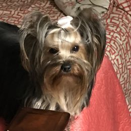 Sam - Yorkshire Terrier