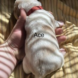 Ace - Red and white male Basset Hound puppy in Ringling, Oklahoma from BnL Bassets