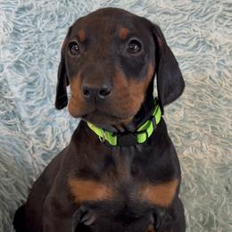 Boy 4 - Black and rust male Doberman Pinscher puppy in Centralia, Missouri from TopSpots Farm