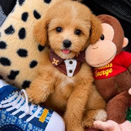 Bentley - Apricot male Maltipoo puppy in Sugar Land, Texas from Celebrity Maltipoos