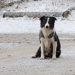 Duke - Australian Shepherd