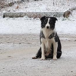 Duke - Australian Shepherd