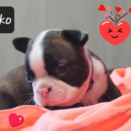 Jacko - Brindle and white male Boston Terrier puppy in Brooksville, Florida from Delamorés Pups