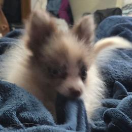 Last one - Chocolate merle male Pomeranian puppy in Hazleton, Indiana from Hyneman's Haven Poms