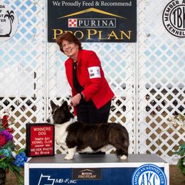 Senya - Cardigan Welsh Corgi