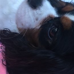 Cavalier King Charles Spaniels from Sherri Driskell's Cavalier King Charles Spaniels