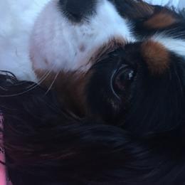 Cavalier King Charles Spaniels from Sherri Driskell's Cavalier King Charles Spaniels