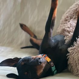 Manchester Terriers from Painterly Toy Manchester Terriers