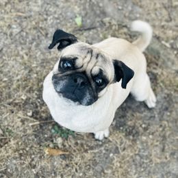 Shadow - Pug