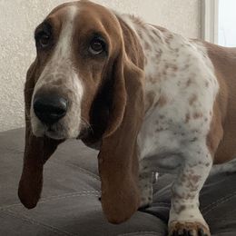 Pansy - Basset Hound