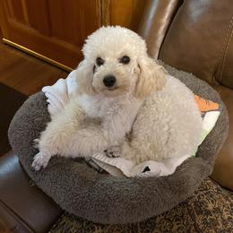 Hazel - Poodle