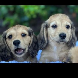 Dachshund Puppies from Channelledox