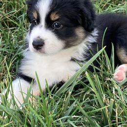 Miniature Australian Shepherd Puppies from Fancy Creek Mini Aussies