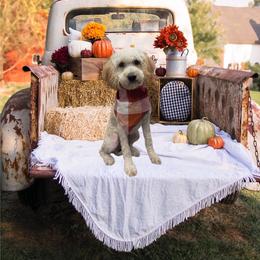 Mila - Goldendoodle