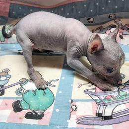 Bonsai - Slate male Chinese Crested puppy in Henderson, Kentucky from Western Kentucky Chihuahua’s and Chinese Crested’s