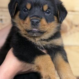 3rd pick Female - Black and mahogany female Rottweiler puppy in Fredericktown, Missouri from Obsessions Rottweiler
