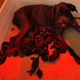 Girl 6 - Black Giant Schnauzer puppy in Oceanside, California from Silva Giant Schnauzers