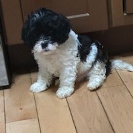 Cowboy - Black and white male Cavapoo puppy in St. Louis, Missouri from Sweet Snuggles Cavapoos