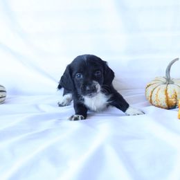 Milo - Piebald male Dachshund puppy in Fredericksburg, Ohio from William's Dachshunds