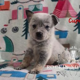 Cupid - Blue male Australian Cattle Dog puppy in Silsbee, Texas from Rockin ND Ranch