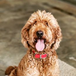Nala - Goldendoodle