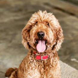 Nala - Goldendoodle