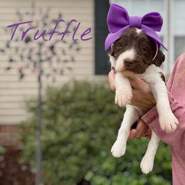 Truffle - Parti female Goldendoodle puppy in Mocksville, North Carolina from Little Bear Doodles
