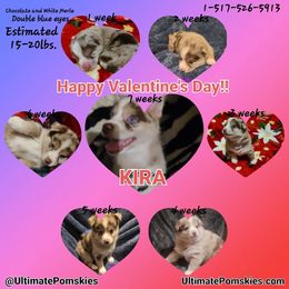 Pomsky Puppies from Ultimate Pomskies LLC