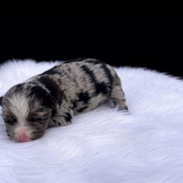 Sparrow - Blue merle female Toy Australian Shepherd puppy in Louisville, Mississippi from Kristy’s Kennels