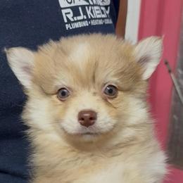 Shelby - Merle female Pomsky puppy in Spring Hill, Florida from PDQ Pomskies