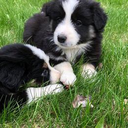 Australian Shepherd Puppies from Bear Pond Aussies
