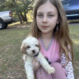Blue collar - Parti male Goldendoodle puppy in Lake Butler, Florida from Providence Ranches