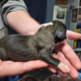 Girl 1 - Brown and white female Saint Bernard puppy in Clover, South Carolina from Sweetest Saints