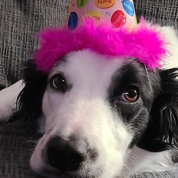 Border Collies from Monarch BorderCollies