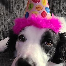 Border Collies from Monarch BorderCollies