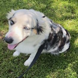 Miniature Australian Shepherds and Toy Australian Shepherds from Daisy Grove Aussies