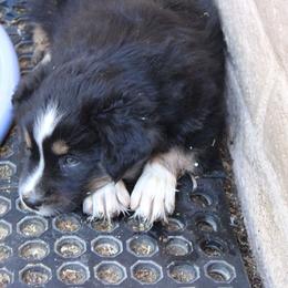 Bandit - Black tri-color male Australian Shepherd puppy in Sonoita, Arizona from Gardner Canyon Kennels