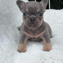Gwen - Tricolors female French Bulldog puppy in Ronks, Pennsylvania from Bleu Rock French Bulldogs