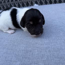Boy 1 - Piebald male Dachshund puppy in Martinsville, Virginia from Rea's Doxies