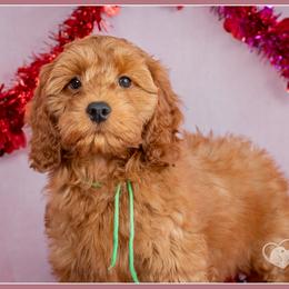 Colonel - Red male Cockapoo puppy in Connersville, Indiana from Deaz Doodle Ranch