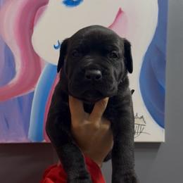 3rd pick of the females - Gray and fawn female Cane Corso puppy in Clewiston, Florida from Far From Average Kennels