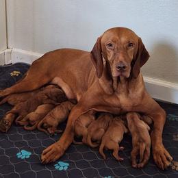 Dragon 4 - Golden rust female Vizsla puppy in Kentucky from Willow Ridge Kennel