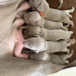 Weimaraner Puppies from Trax Weimaraners