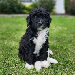 Bernedoodle Puppies from Oklahoma Doodles
