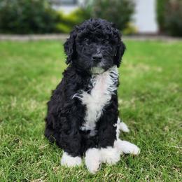 Bernedoodle Puppies from Oklahoma Doodles